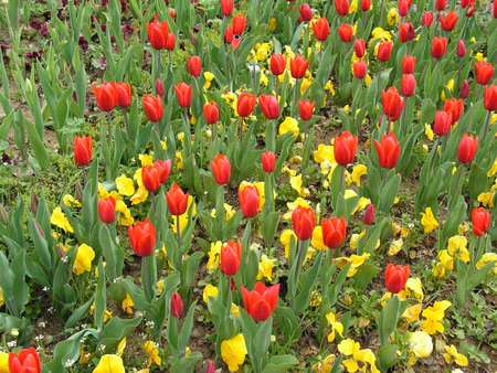 Istanbul Tulip Festival 2006 - pretty, flowers, colorful, colourful