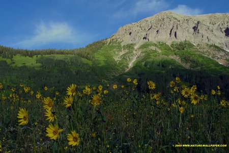 greene mounains - sky, mountains, flowers, hills, nature, grass