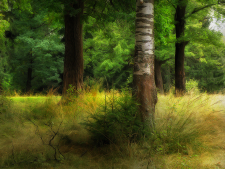 forest - trees, wood, beautiful, grass, forest, cool, nature, green, nice, pleasant