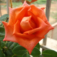 orange rose