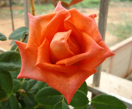 orange rose - flowers, orange, nature, rose