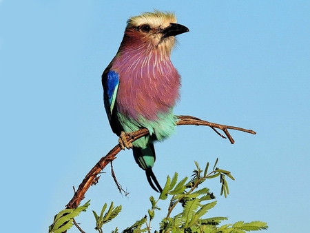 Lilac-Breasted-Roller - roller, breasted, africa, lilac, bird