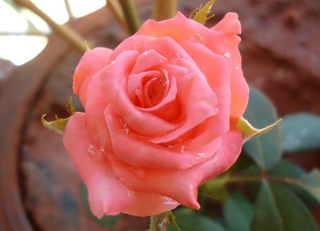 pink rose - flowers, pink, nature, rose