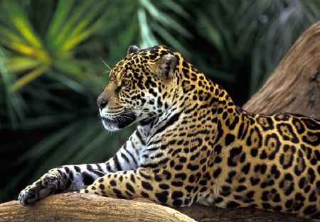 Jaguarete - cat, branch, jaguar, ocellated spots