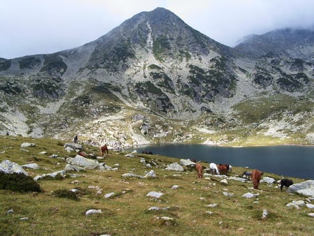 Tranquility - lake, horses, mountain, stones