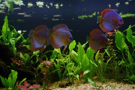 discus - fish, discus, animals, water