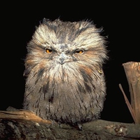 Tawny Frogmouth