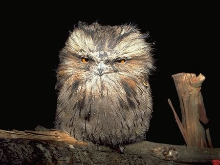 Tawny Frogmouth - bird, branch, silver-grey, tasmania, nocturnal, australia