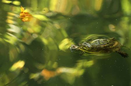 Turtles Pace - turtles, water, animals, reptiles