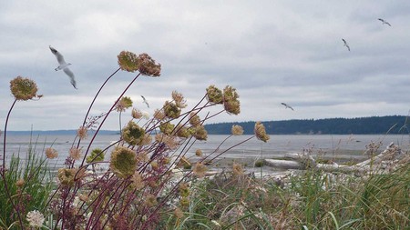 Fall at Livingston Beach - clouds, birds, water, beach, driftwood, seagulls, washington, plants, sky