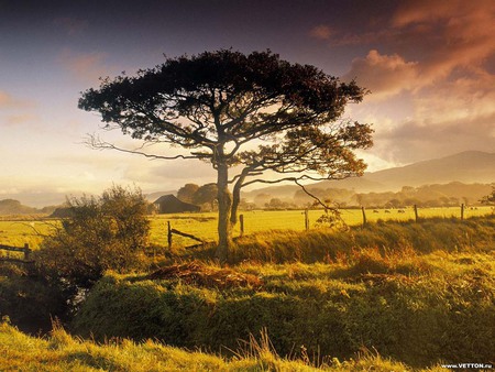 out  in the country - sky, cattle, tree, field, barn, country