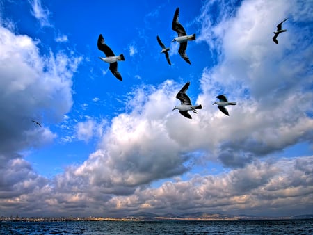 Freedom Flying Threw Our Wings - clouds, oceans, blue, landscape, sea, seagulls, turkey, nature, canyons, green, lakes, sun