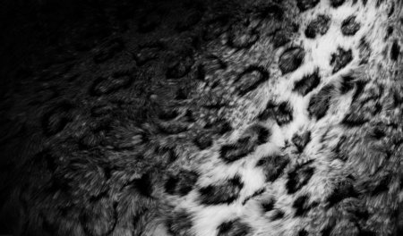 Snow Leopard - white, leopard, abstract, snow, animals, black