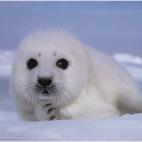 Baby Harp Seal