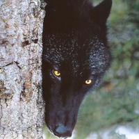 Beautiful Black Wolf