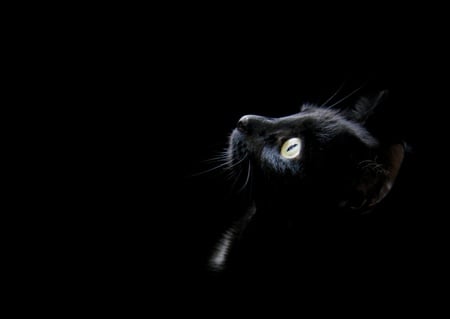 Cute Kitty - black, profile, kitten, cute, cats, animals