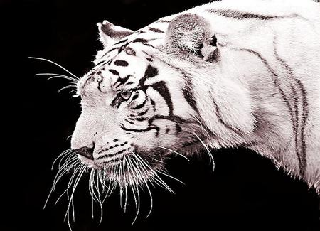 Tiger white - stripes, tiger, black background, white and black, hunter