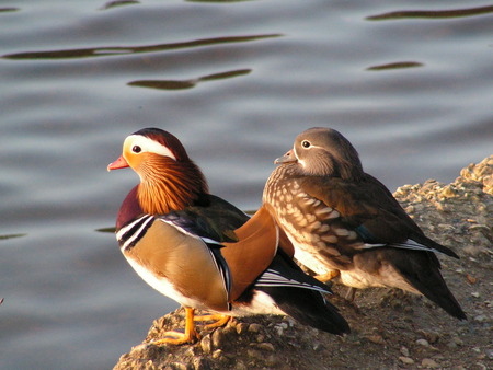 Mandarin Ducks, Eyeworth Pond