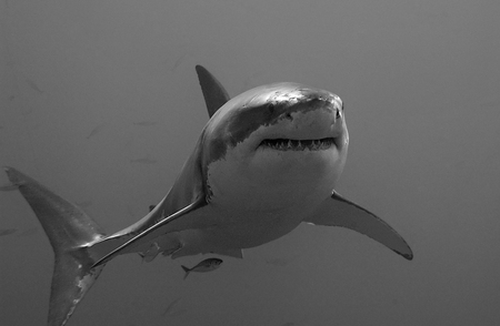 Shark - shark, white, ocean, photography