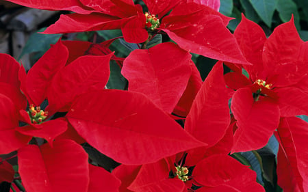 Poinsettia - poinsettia, flower, nature, red