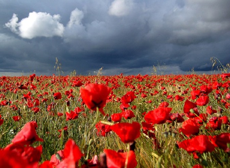 Blood Red - sky, clouds, red, field, poppies