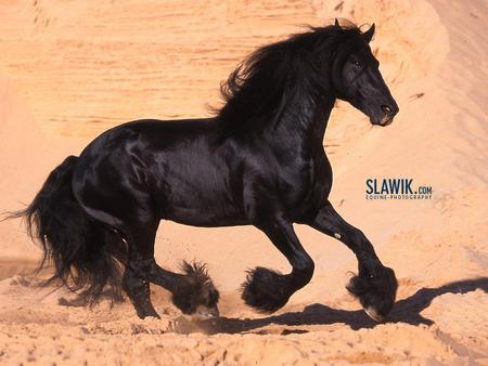 Friesian - holland, black, horses, dutch, friesian, friesland