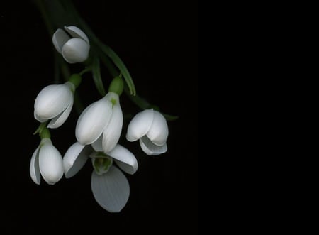 Snowdrop Cascade - flowers, black, white, nature, snowdrops