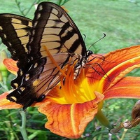 Sweets for the Swallowtail