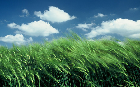 Greeny Nature - green, field, grass, clouds