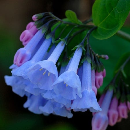 Bluebells - flowers, colourful, bluebells, nature