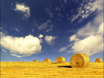 Straw Field