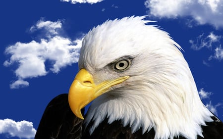 Eagle - eagle, blue, clouds, eyes