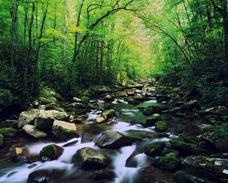 SELVA - green, forest, trees, rocks