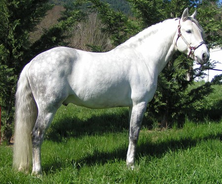 Lusitano/Paint Horse - lusitano, paint, horses, crossbreed