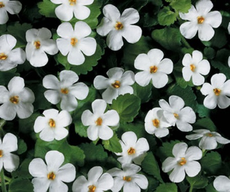 Ground Cover - living, flowers, petals, nature