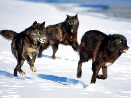 wolf - wolf, animals, snow