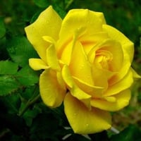 yellow-rose