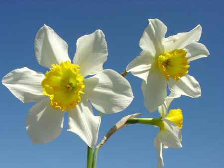 Daffodils - daffodils