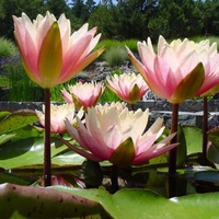 Water-Lily