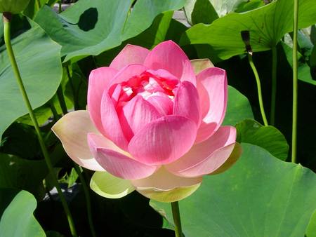 Lotus-Flower - lotus-flower