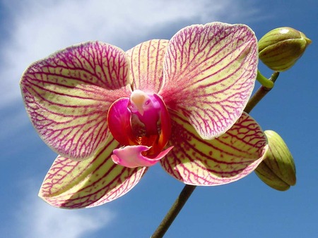 Orchid - orchid