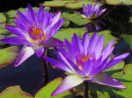 tropical water lilies - tropical-water-lilies