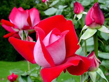 red-rose - red-rose