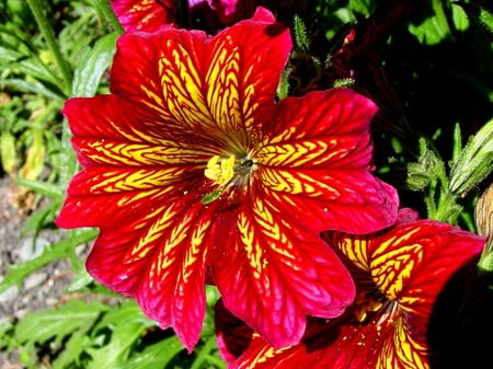 Salpiglossis - nature, beauty, flowers, salpiglossis