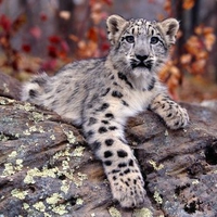 snow Leopard cub