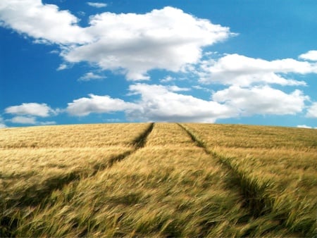 Yellow Wheat - sky, field, wheat, clouds