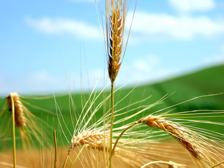 Wheat  - wheat