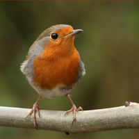 Bird on a perch