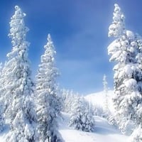 Snowy Trees