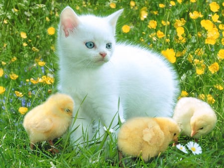 Cat - chickens, cat, animals, some, with, kitten, white, yellow, white cat, cats, chicks, friends, cute, baby chickens, birds